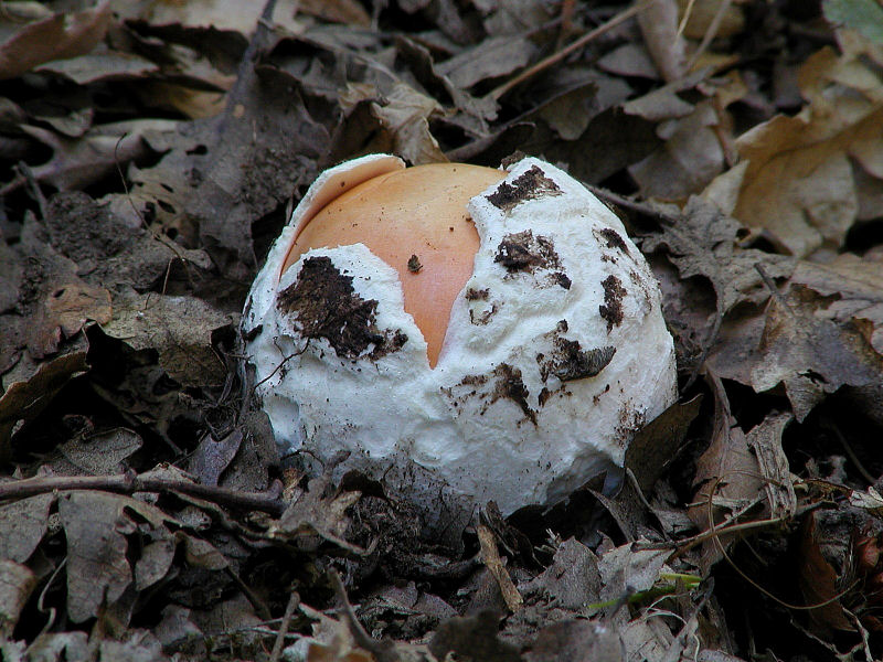 foto d''archivio (Amanita caesarea)